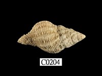 藏品(一色珊瑚螺)的圖片